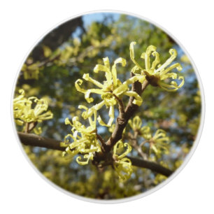 Witch Hazel Flowers Knopp