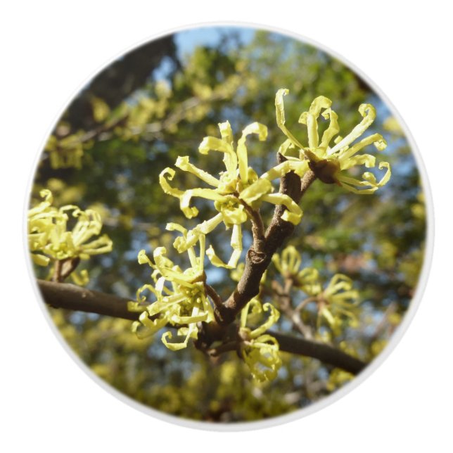 Witch Hazel Flowers Knopp (Framsidan)