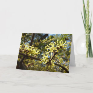 Witch Hazel Flowers Kort