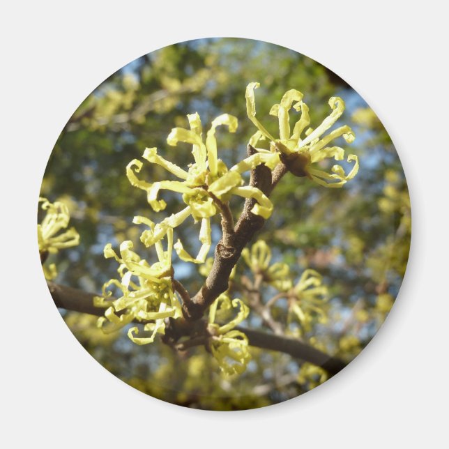 Witch Hazel Flowers Magnet (Framsidan)