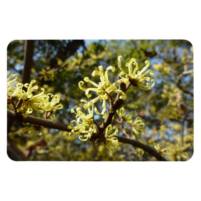 Witch Hazel Flowers Magnet (Horisontell)