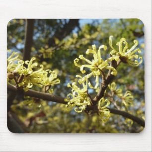 Witch Hazel Flowers Musmatta