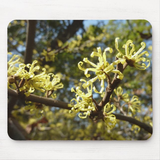 Witch Hazel Flowers Musmatta (Framsidan)