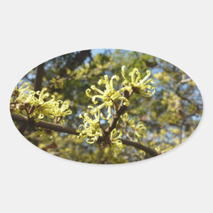 Witch Hazel Flowers Ovalt Klistermärke