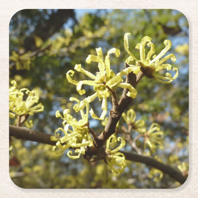 Witch Hazel Flowers Underlägg Papper Kvadrat (Framsidan)