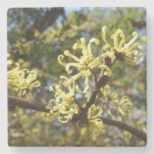 Witch Hazel Flowers Underlägg Sten
