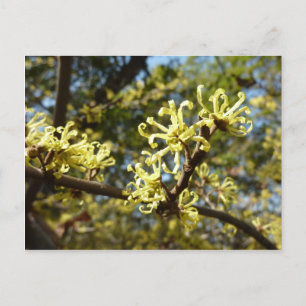 Witch Hazel Flowers Vykort
