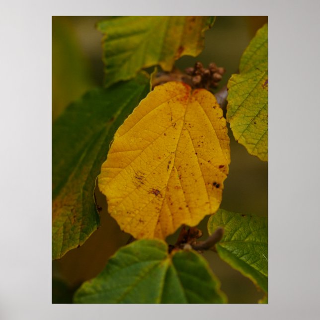 Witch Hazel Poster (Framsidan)
