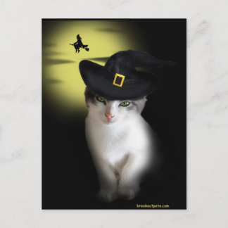Witch Kitten Postcard Vykort