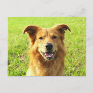 WJ hund design Vykort