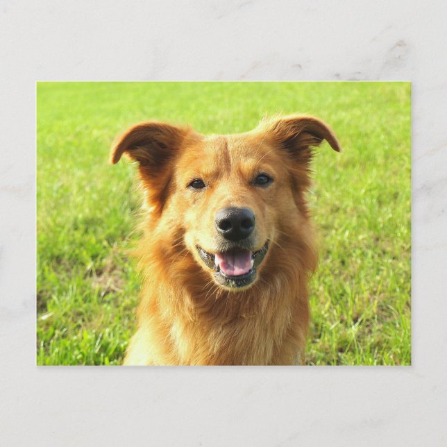 WJ hund design Vykort (Framsida)