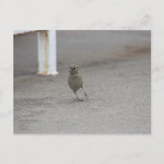 Woah Sparrow! Vykort