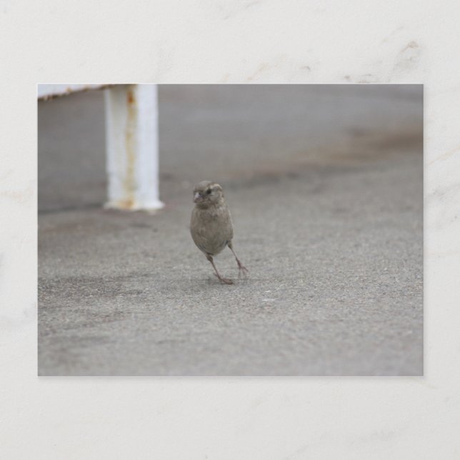 Woah Sparrow! Vykort (Framsida)