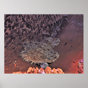 Wobbegong i Raja Ampat Poster