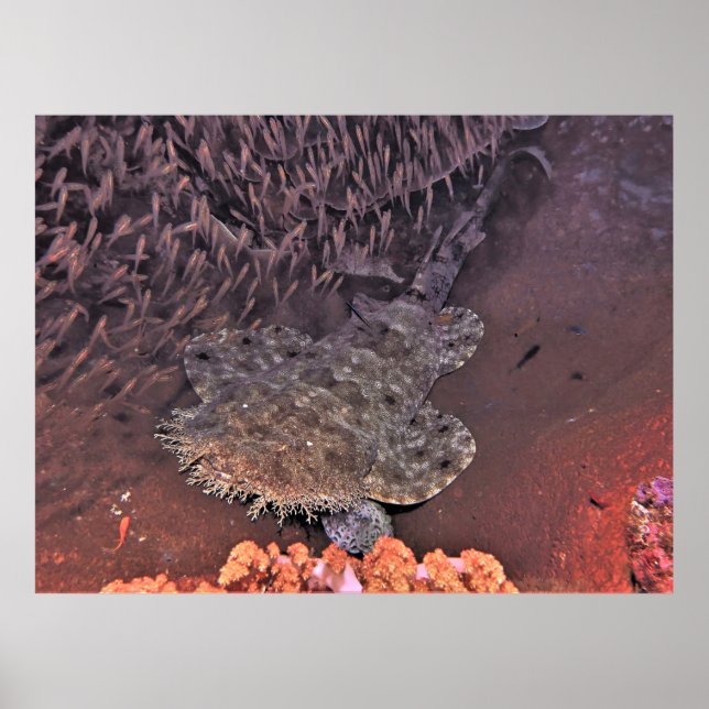 Wobbegong i Raja Ampat Poster (Framsidan)