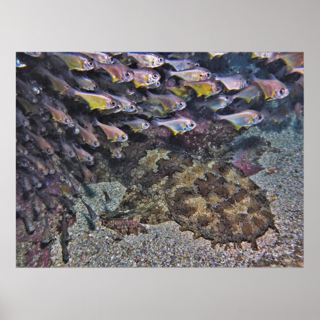 Wobbegong och Sweepers Poster (Framsidan)