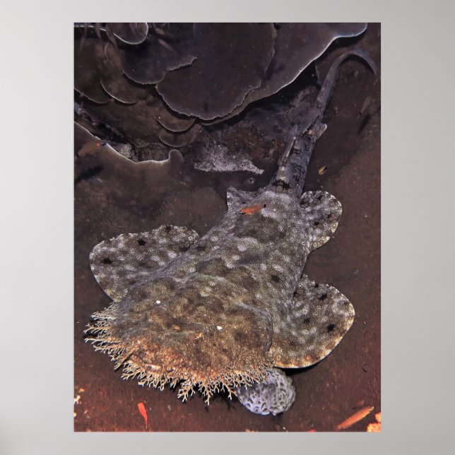 Wobbegong Porträtt Poster (Framsidan)