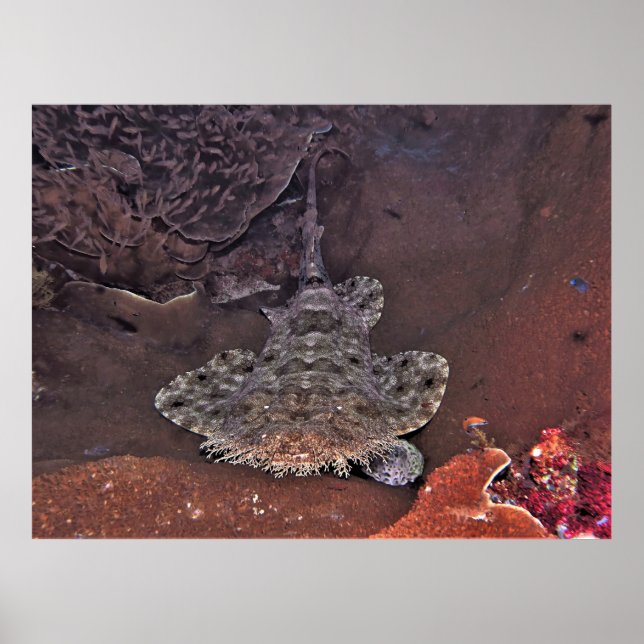 Wobbegong Poster (Framsidan)