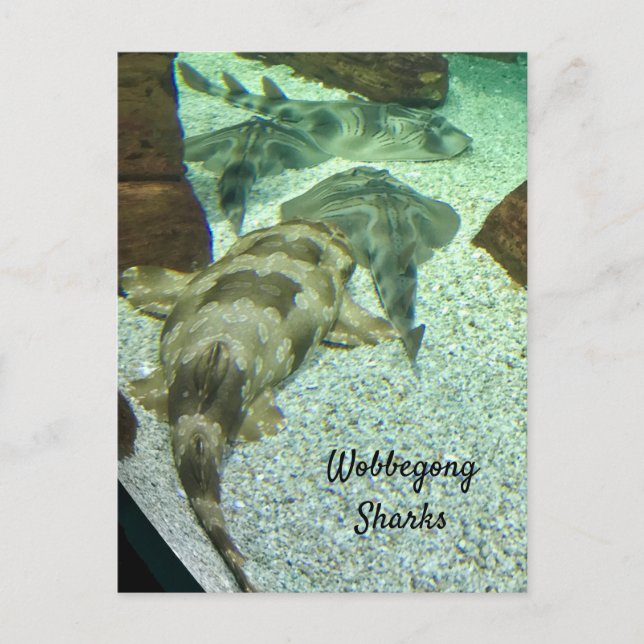 Wobbegong Sharks Vykort (Framsida)