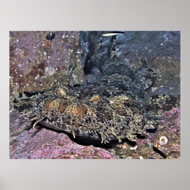 Wobbegong stäng upp poster (Framsidan)