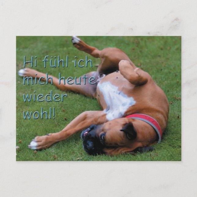 Wohlfühlboxer Vykort (Framsida)