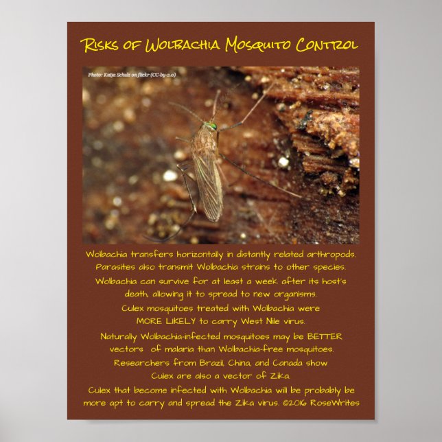 Wolbachia Mosquito Control Risks by RoseWrites Poster (Framsidan)