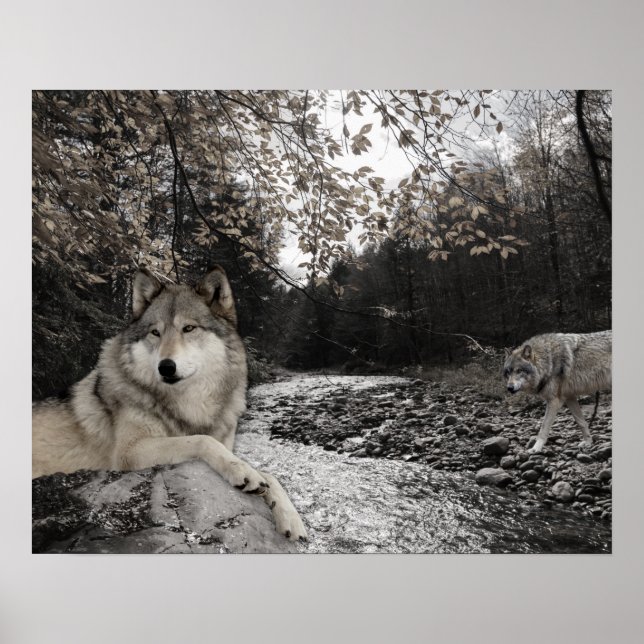 Wolf Creek Brook Skogslandskap Poster (Framsidan)