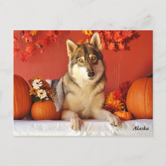 Wolf Fall Holiday Postcard Helg Vykort (Framsida)