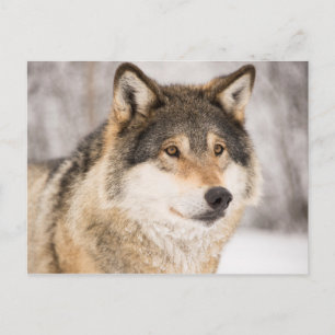 Wolf in a winter forest vykort