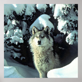 Wolf In The Snow Poster