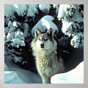 Wolf In The Snow Poster