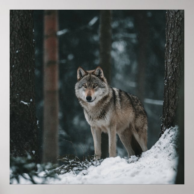 Wolf in Winter Poster (Framsidan)