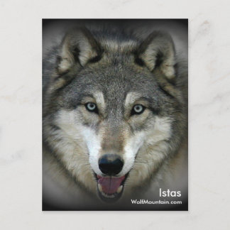 Wolf Mountain Sanctuary - Istas vykort
