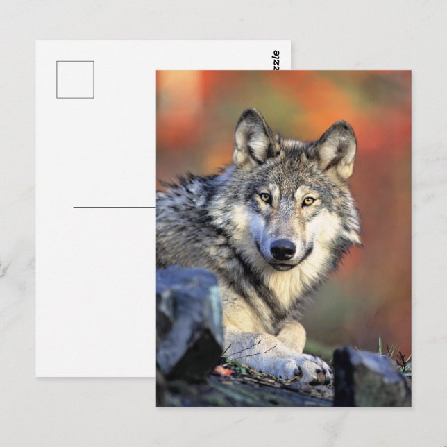 Wolf Portrait Vykort (Fram/baksida)