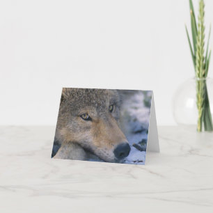 Wolf_pup_closeup Kort