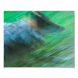 Wolf Speed 10" x 8", Kodak Pro fotopapper (Satin) Fototryck