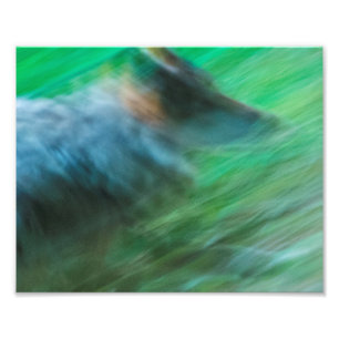 Wolf Speed 10" x 8", Kodak Pro fotopapper (Satin) Fototryck