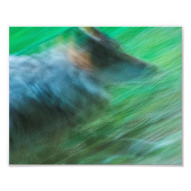 Wolf Speed 10" x 8", Kodak Pro fotopapper (Satin) Fototryck (Framsidan)