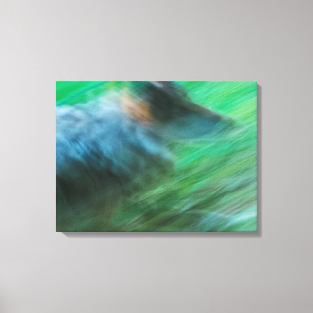 Wolf Speed 24" x 18", 1,5", Enkel Canvastryck (Framsida)