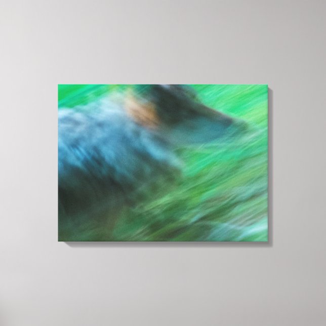 Wolf Speed 24" x 18", 1,5", Enkel Canvastryck (Framsida)