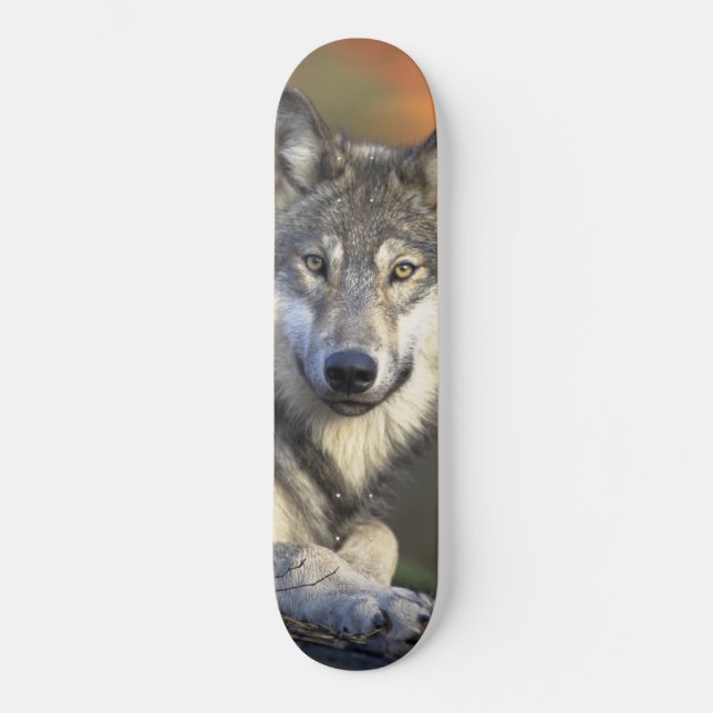 Wolf Wisdom Skateboard (Framsida)