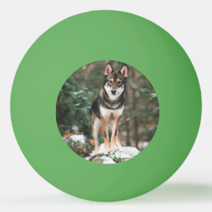 Wolfdog Pingisboll