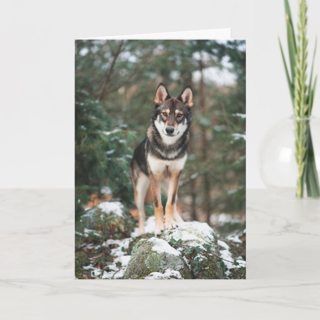 Wolfdog Tack Kort (Framsida)
