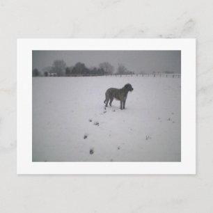 Wolfhound i snö vykort