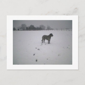 Wolfhound i snö vykort