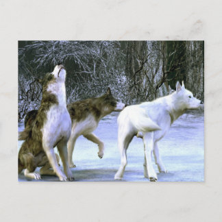 wolfpack vykort
