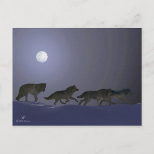 Wolfpack Vykort