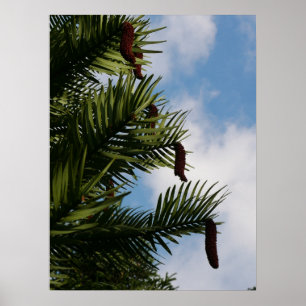Wollemi Gräs Träd Cones Poster