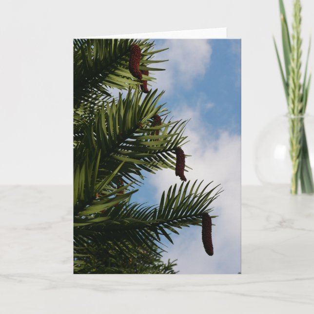 Wollemi Träd Cones Card Gräs Kort (Framsida)