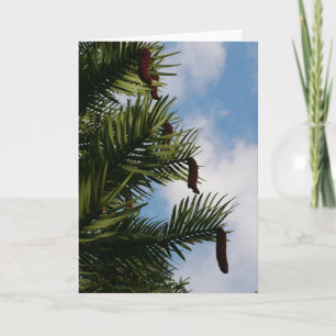 Wollemi Träd Cones Card Gräs Kort